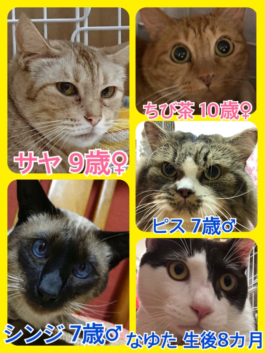 🐾今日の里親様募集中ニャンコ🐱メンバーです🐾2019,1,11
